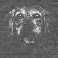Golden Retriever Dog T-Shirt