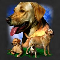 Golden Retriever Family Of Dogs Portrait Adult Drive Performance Visor