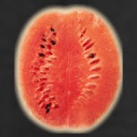 Giant Watermelon Adult Drive Performance Visor