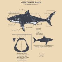Great White Shark Anatomy Marine Biologist Zip Tote Bag