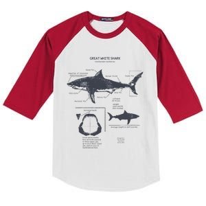 Great White Shark Anatomy Marine Biologist Kids Colorblock Raglan Jersey