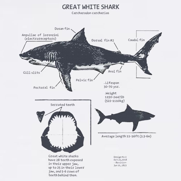 Great White Shark Anatomy Marine Biologist Baby Bodysuit