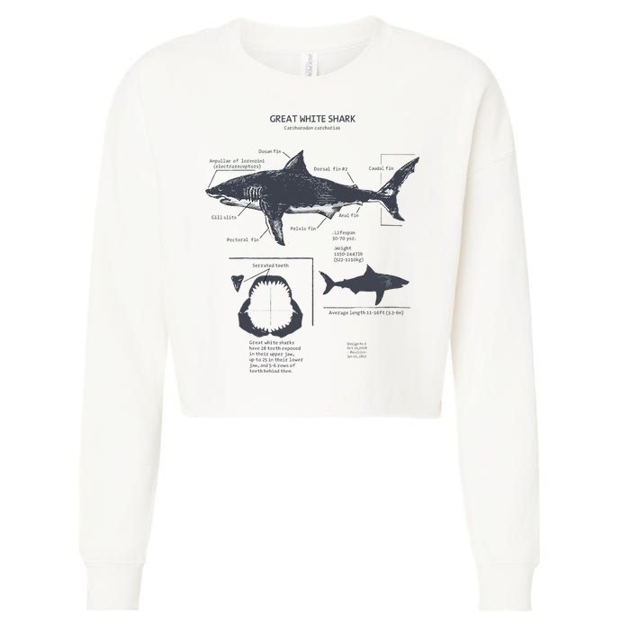 Great White Shark Anatomy Marine Biologist Cropped Pullover Crew