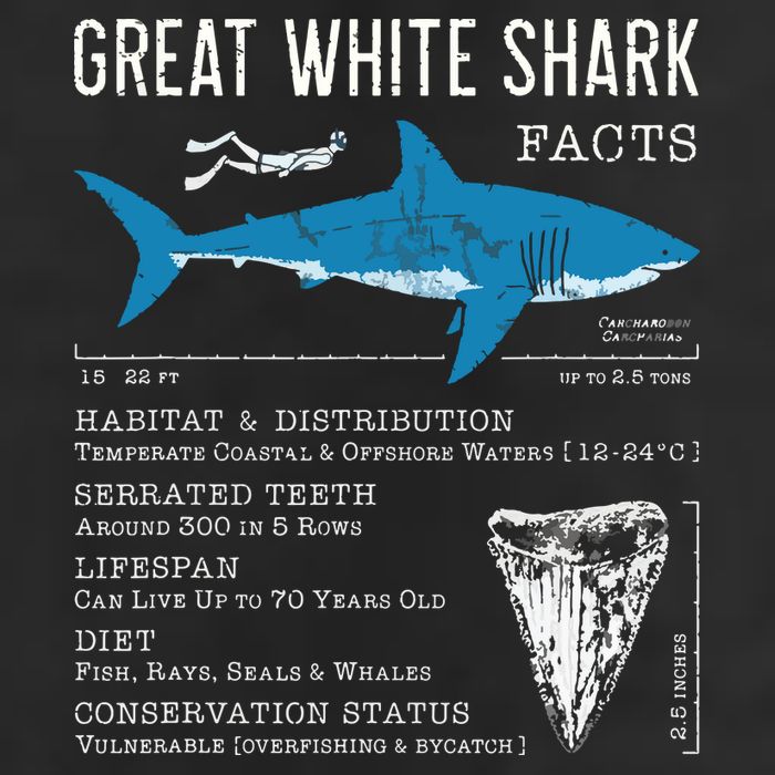Great White Shark Facts Educational Shark Lover Sharks Tooth 11oz C Handle Ceramic Mug
