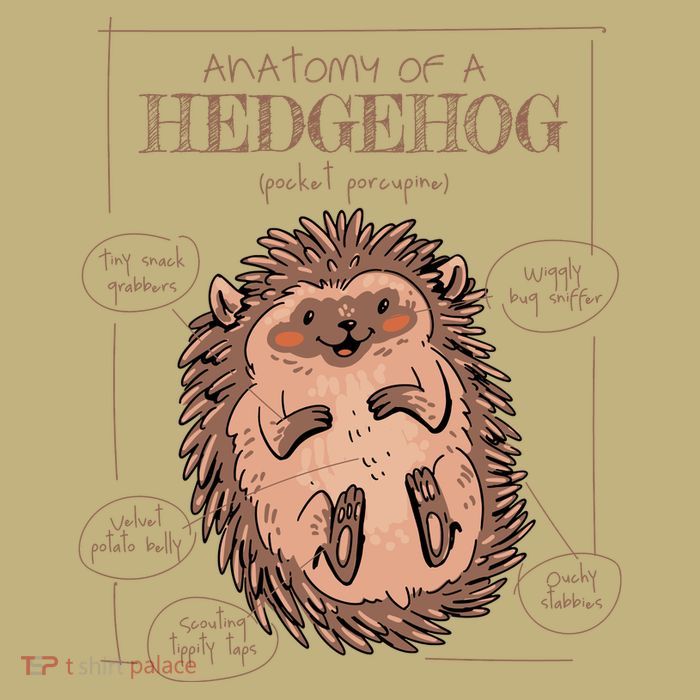 Hedgehog Anatomy Button