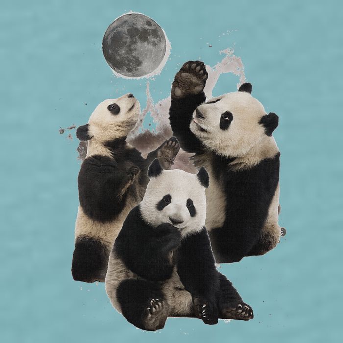 Howling At The Moon Funny Panda Panda Sueded Cloud Jersey T-Shirt