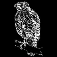Hawk Bird Cool Novelty Impact Tech Backpack