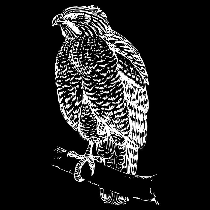 Hawk Bird Cool Novelty Impact Tech Backpack