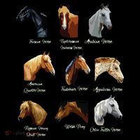 Horse Breeds Equestrian Horseback Riding Gift T-Shirt