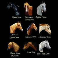 Horse Breeds Equestrian Horseback Riding Gift 16 in Basic Backpack