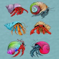 Hermit Crab Design For Hermit Crab Lovers Sueded Cloud Jersey T-Shirt
