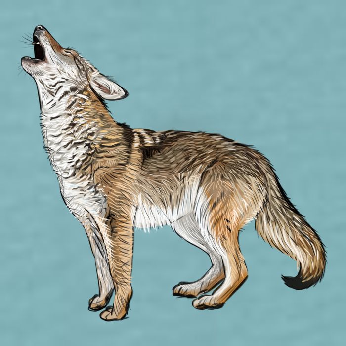 Howling Coyote Funny Coyote Hunting Sueded Cloud Jersey T-Shirt