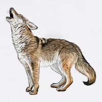 Howling Coyote Funny Coyote Hunting Garment-Dyed Sweatshirt