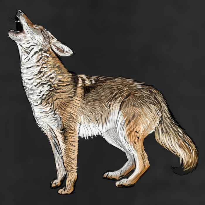 Howling Coyote Adult Drive Performance Visor