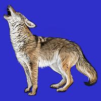 Howling Coyote Apron