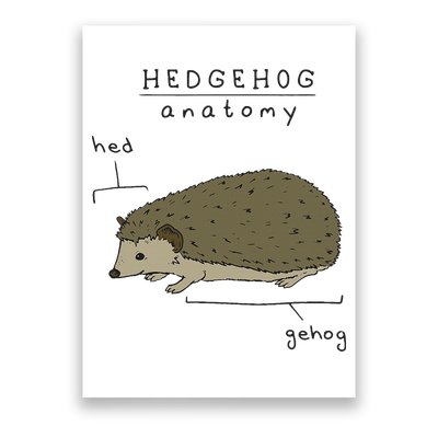 Hedgehog cute Hedgehogs Poster