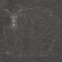 Hand Drawn Grizzly Bear Vector Backpack