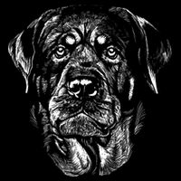 Hand Drawn Rottweiler Dog USA-Made Doggie Bandana