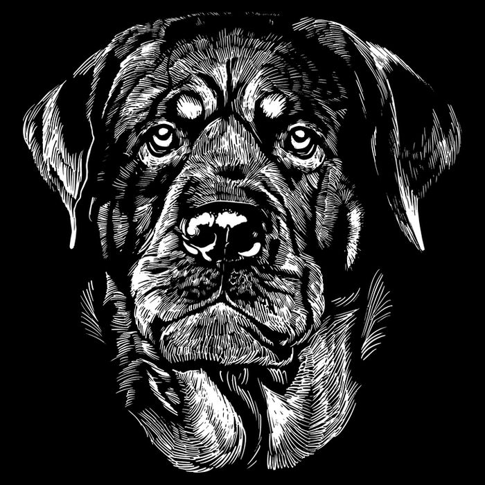 Hand Drawn Rottweiler Dog USA-Made Doggie Bandana