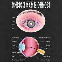 Human Eye Diagram 7 Panel Mesh Trucker Snapback Hat