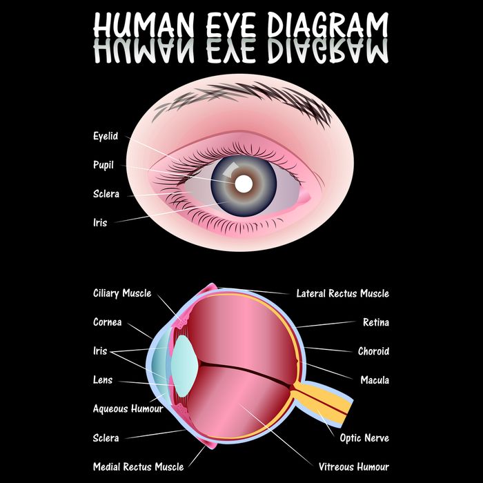 Human Eye Diagram Drawstring Bag