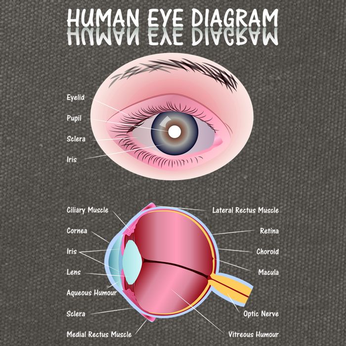 Human Eye Diagram Cotton Canvas Backpack