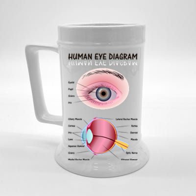 Human Eye Diagram Beer Stein