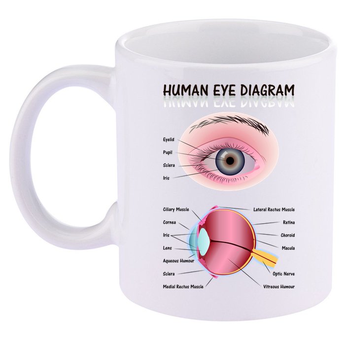 Human Eye Diagram 11oz C Handle Ceramic Mug