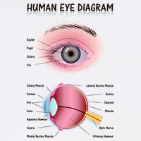 Human Eye Diagram 11oz C Handle Ceramic Mug