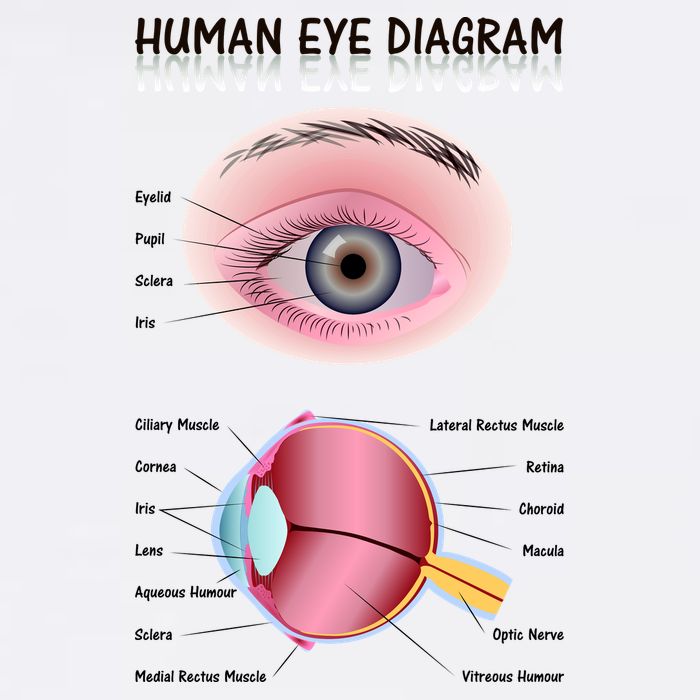 Human Eye Diagram 11oz C Handle Ceramic Mug