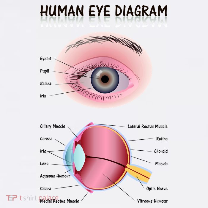 Human Eye Diagram Trucker Hat