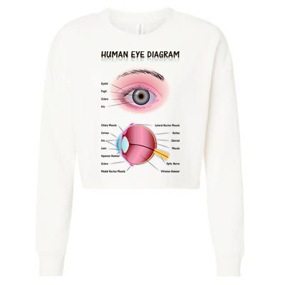 Human Eye Diagram Cropped Pullover Crew