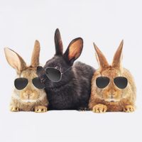 Hipster Cool Rabbit Garment-Dyed Sweatshirt