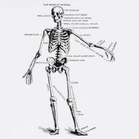 Human Skeleton Anatomy Drawing Diagram Cooling Performance Crew T-Shirt