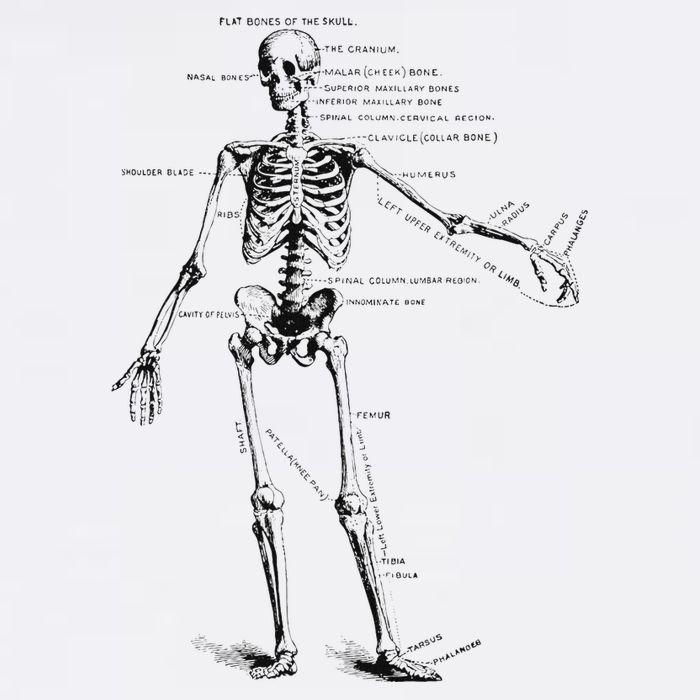 Human Skeleton Anatomy Drawing Diagram Cooling Performance Crew T-Shirt
