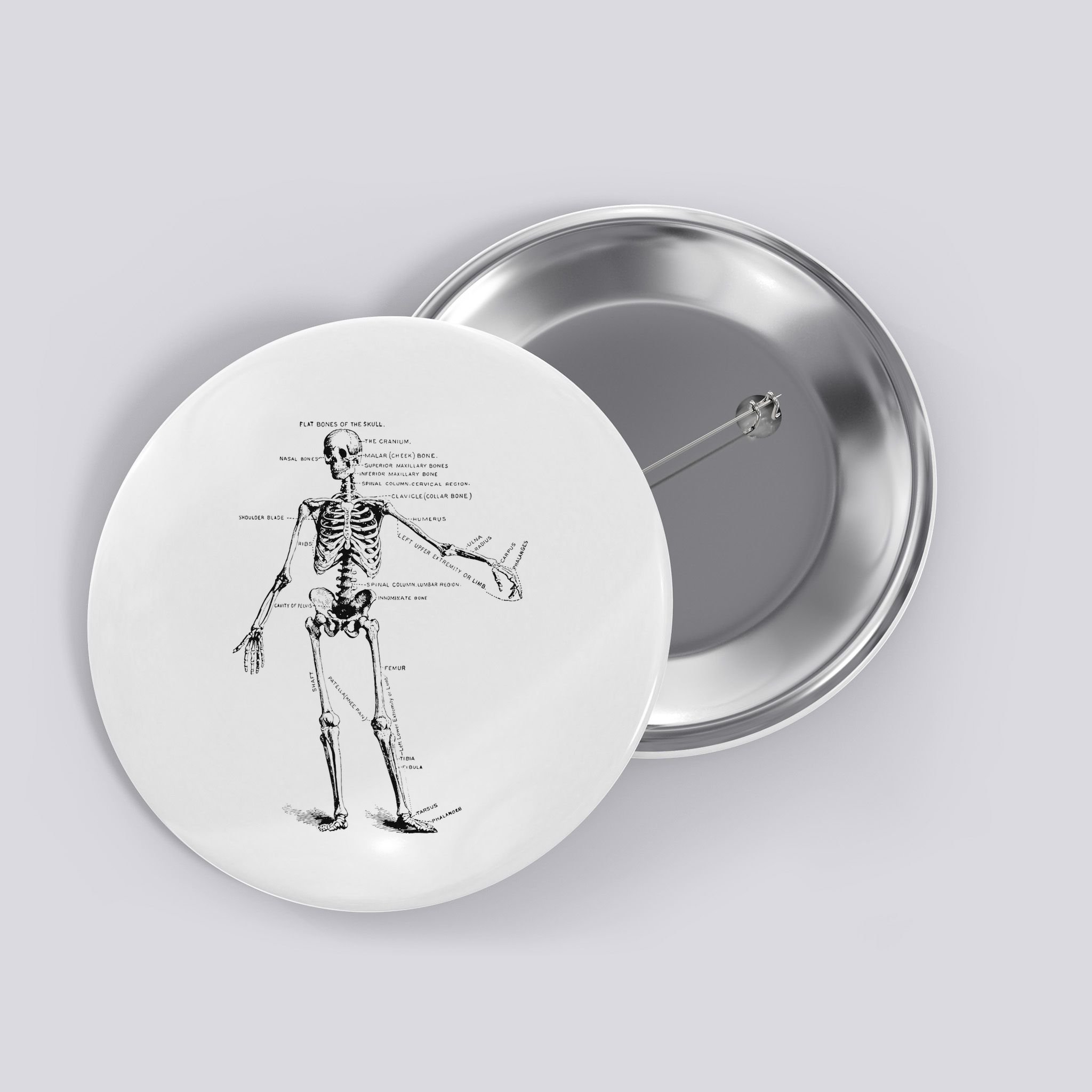 Human Skeleton Anatomy Drawing Diagram Button