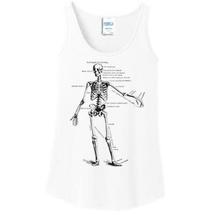 Human Skeleton Anatomy Drawing Diagram Ladies Essential Tank