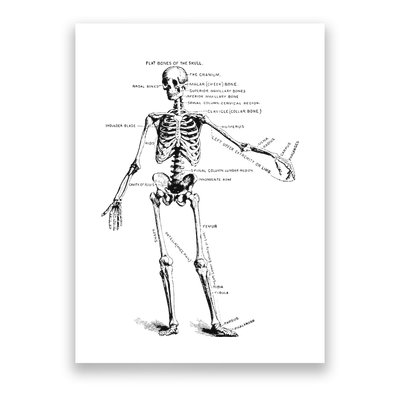 Human Skeleton Anatomy Drawing Diagram Poster