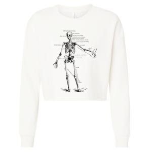 Human Skeleton Anatomy Drawing Diagram Cropped Pullover Crew