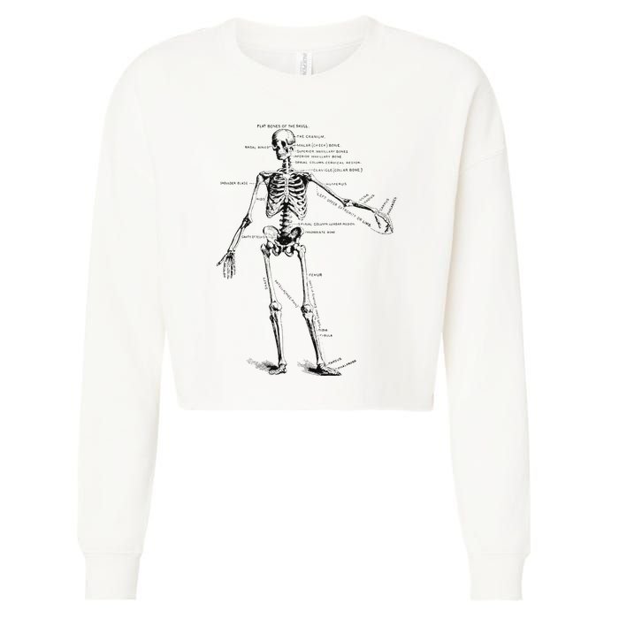 Human Skeleton Anatomy Drawing Diagram Cropped Pullover Crew