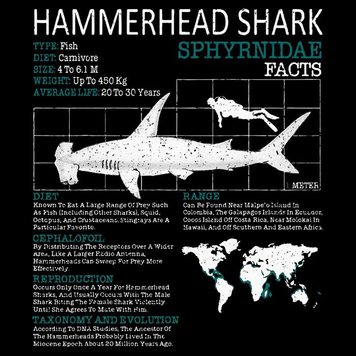 Hammerhead Shark Facts Shark Funny Lover Gift Tall T-Shirt