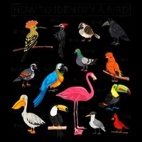 How To Identify A Bird Birds Lover Nature Birdwatcher 16oz Travel Tumbler