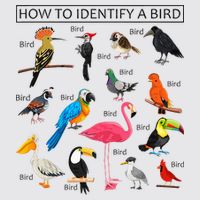 How To Identify A Bird Birds Lover Nature Birdwatcher Womens Funnel Neck Pullover Hood
