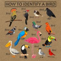 How To Identify A Bird Birds Lover Nature Birdwatcher Cotton Canvas Backpack