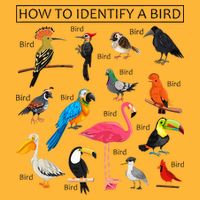 How To Identify A Bird Birds Lover Nature Birdwatcher Sustainable Knit Beanie