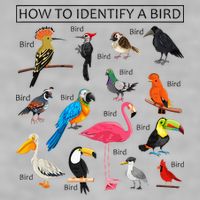 How To Identify A Bird Birds Lover Nature Birdwatcher Ladies PosiCharge Tri-Blend Wicking Tank