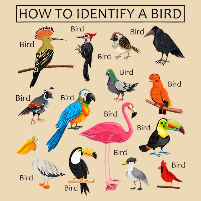 How To Identify A Bird Birds Lover Nature Birdwatcher Drawstring Bag
