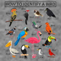 How To Identify A Bird Birds Lover Nature Birdwatcher Tall Hoodie