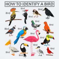 How To Identify A Bird Birds Lover Nature Birdwatcher Sueded Cloud Jersey T-Shirt