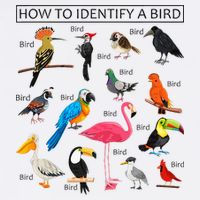How To Identify A Bird Birds Lover Nature Birdwatcher Button